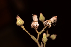 Laggera aurita
