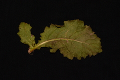 Laggera aurita