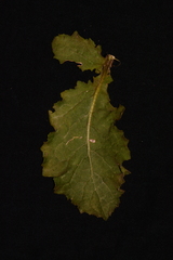Laggera aurita