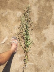 Laggera aurita