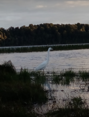 Egretta garzetta nigripes