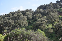 Erica arborea