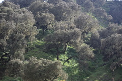 Erica arborea