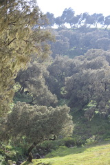 Erica arborea