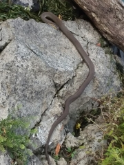 Nerodia sipedon insularum