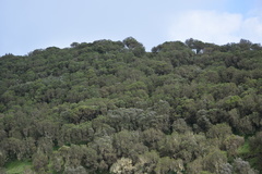 Erica arborea