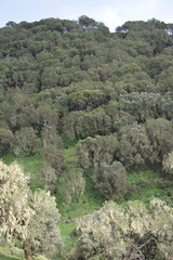 Erica arborea