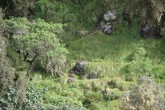 Erica arborea