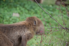 Theropithecus gelada