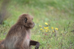 Theropithecus gelada