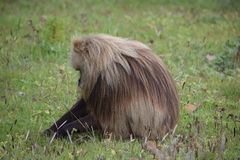 Theropithecus gelada
