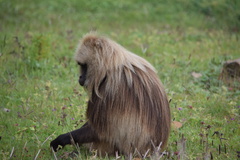 Theropithecus gelada