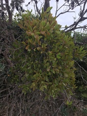 Muellerina celastroides