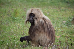 Theropithecus gelada