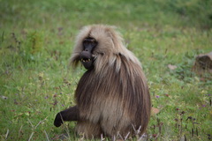 Theropithecus gelada
