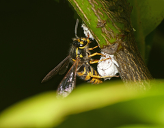 Vespula germanica
