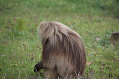 Theropithecus gelada
