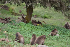 Theropithecus gelada