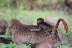 Theropithecus gelada