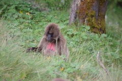 Theropithecus gelada