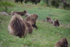 Theropithecus gelada