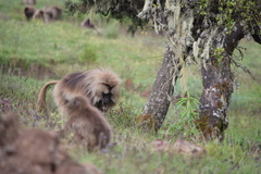 Theropithecus gelada