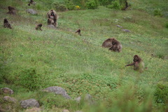Theropithecus gelada