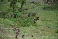 Theropithecus gelada