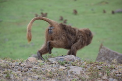 Theropithecus gelada