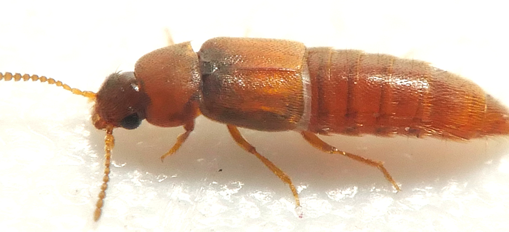 Pseudophloeocharis