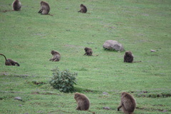Theropithecus gelada