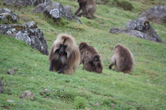 Theropithecus gelada