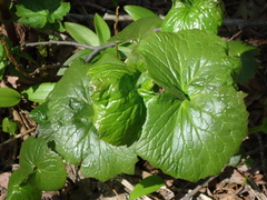 Parasenecio kamtschaticus