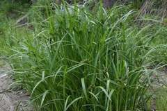 Scirpus radicans