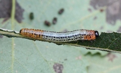 Euura miliaris