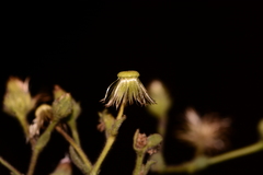 Laggera aurita