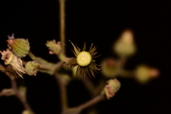 Laggera aurita
