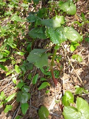 Parasenecio kamtschaticus