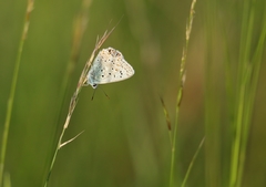 Polyommatus hispana