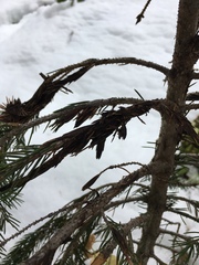 Herpotrichia juniperi