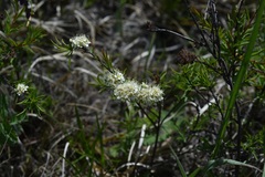 Spiraea alpina