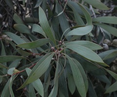 Hakea laurina