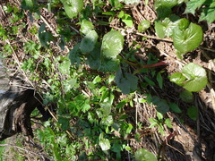 Parasenecio kamtschaticus