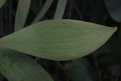 Hakea laurina