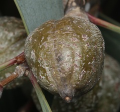 Hakea laurina
