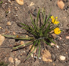 Gazania linearis linearis