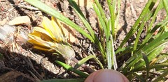 Gazania linearis linearis