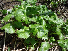 Parasenecio kamtschaticus