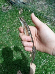 Gerrhosaurus nigrolineatus