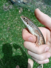 Gerrhosaurus nigrolineatus